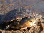 Tortoise Tales - Friends of the Western Swamp Tortoise