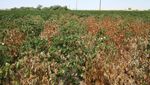 Cotton Root Rot - Arizona Cooperative Extension
