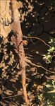 Cotton Root Rot - Arizona Cooperative Extension