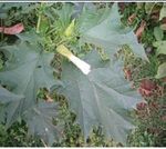 Traditional Medicinal Plants Used For Treatment of Dandruff in Ethiopia: A Review Article Abebe Ayele Haile