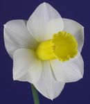 Middle Tennessee Daffodil Society