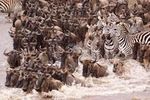 TANZANIA - 10 Days Serengeti Safari