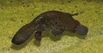 Platypus - Land for Wildlife