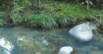 Platypus - Land for Wildlife