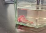 Rhinosinusitis in Companion Animals - Mini Review - Austin Publishing Group