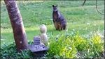 A Wallaby out the Window - Yellingbo Conservation Area