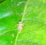 Assemblage of spiders diversity - an agent of biological control of agricultural pests