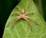Assemblage of spiders diversity - an agent of biological control of agricultural pests