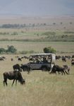The Mara Express Safari - Saruni