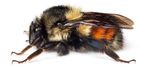 THE OREGON BEE ATLAS (2018-2021) - Oregon Bee Project