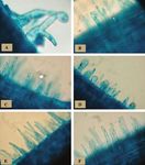 Perception of Bradyrhizobium japonicum Nod factor by soybean Glycine max (L.) Merr. root hairs under abiotic stress conditions