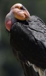 California condors return to the skies after near extinction - Phys.org