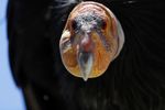 California condors return to the skies after near extinction - Phys.org