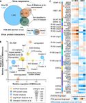 DATA, REAGENTS, ASSAYS AND MERITS OF PROTEOMICS FOR SARS-COV-2 RESEARCH AND TESTING - MEDIATUM