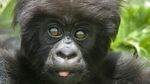 Luxury Primate Safari - Uganda Small Group Tour