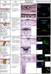 Atlas of Prenatal Hair Follicle Morphogenesis Using the Pig as a Model System