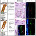 Atlas of Prenatal Hair Follicle Morphogenesis Using the Pig as a Model System