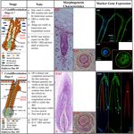 Atlas of Prenatal Hair Follicle Morphogenesis Using the Pig as a Model System