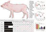 Atlas of Prenatal Hair Follicle Morphogenesis Using the Pig as a Model System