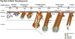 Atlas of Prenatal Hair Follicle Morphogenesis Using the Pig as a Model System