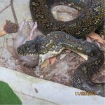 Vertebrate pests in macadamia: rats - NSW Department of ...