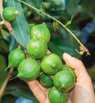 Vertebrate pests in macadamia: rats - NSW Department of ...