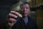 Papa roach: Chinese farmer breeds bugs for the table - Phys.org