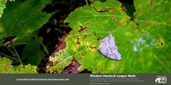 Western Hemlock Looper Moth - FFI Magazine