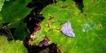 Western Hemlock Looper Moth - FFI Magazine