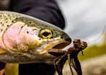 Western Hemlock Looper Moth - FFI Magazine