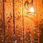 Western Hemlock Looper Moth - FFI Magazine