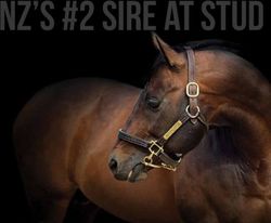 NZ'S #2 SIRE AT STUD - Little Avondale Stud