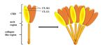 Association of Polymorphisms of MASP1/3, COLEC10, and COLEC11 Genes with 3MC Syndrome - MDPI