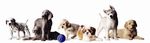 SHOW REGULATIONS - New Zealand Kennel Club (Inc) - Dogs NZ