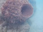 Coral reef biodiversity of selected sites in Andaman & Nicobar Islands