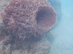 Coral reef biodiversity of selected sites in Andaman & Nicobar Islands