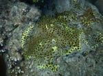Coral reef biodiversity of selected sites in Andaman & Nicobar Islands