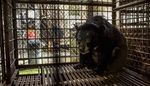 Cruel cures The industry behind bear bile production and how to end it - greenMe