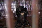 Cruel cures The industry behind bear bile production and how to end it - greenMe
