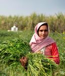 Procuring Food Stocks Under World Trade Organization Farm Subsidy Rules: Finding a permanent solution IISD REPORT