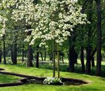 Celebrations at West Green House Gardens - An Idyllic Garden Venue in the heart of the Hampshire Countryside