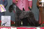 Grooming the Kerry Blue Terrier