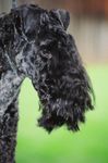 Grooming the Kerry Blue Terrier