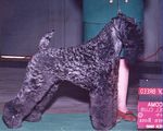 Grooming the Kerry Blue Terrier