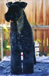 Grooming the Kerry Blue Terrier