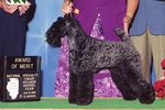 Grooming the Kerry Blue Terrier