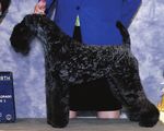 Grooming the Kerry Blue Terrier