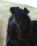 Grooming the Kerry Blue Terrier