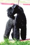 Grooming the Kerry Blue Terrier