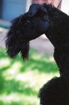 Grooming the Kerry Blue Terrier